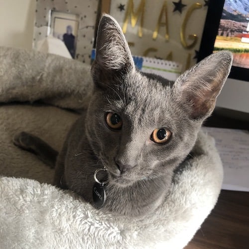 Are Essential Oils Toxic To Your Cat?