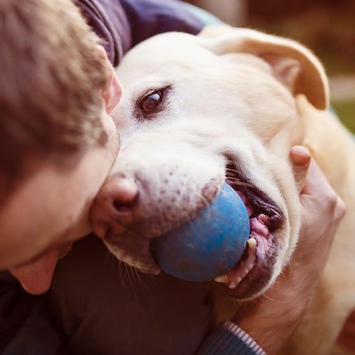 Adopting Your First Family Dog? Here's What You Need To Know