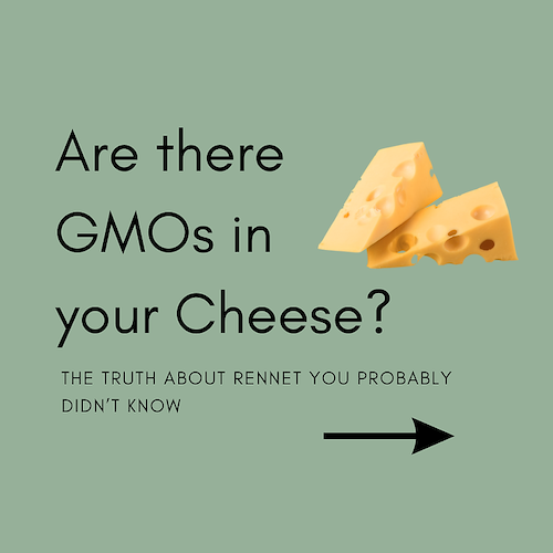 Is There GMO Rennet In Your Cheese?