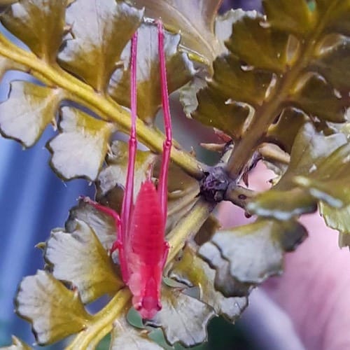 The Life Of A Katydid Nymph