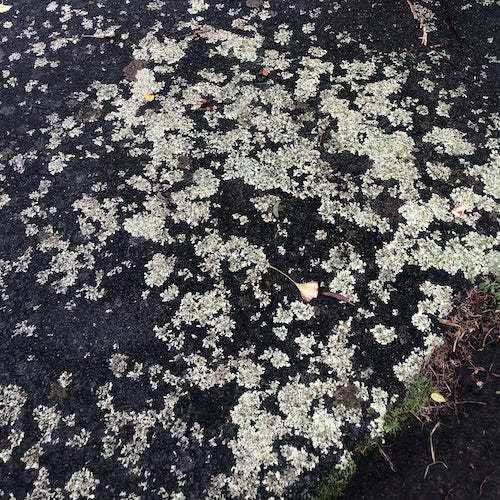 lichen on drive