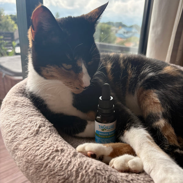 Tagiwig Homeopathy Drops