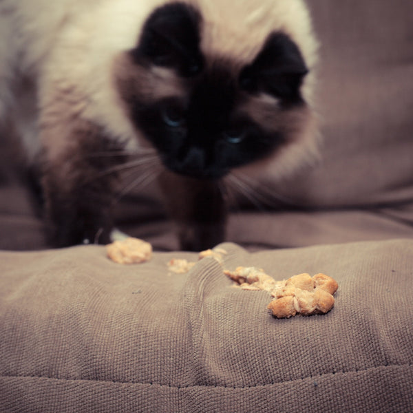 How To Remove Cat Vomit Stains
