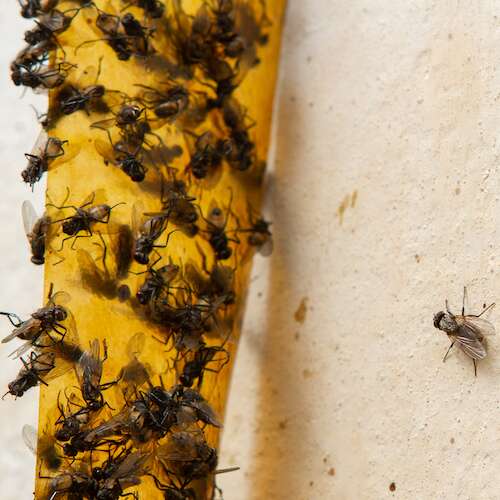 sticky fly paper DIY recipe