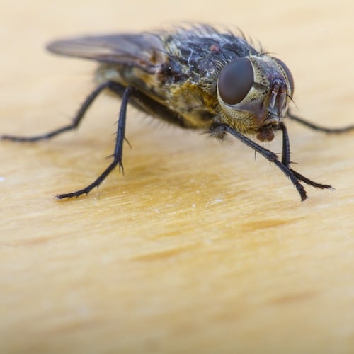DIY Surface Fly Spray
