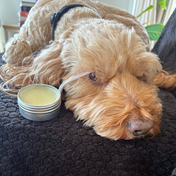 DIY Healing Balms For Your Dog