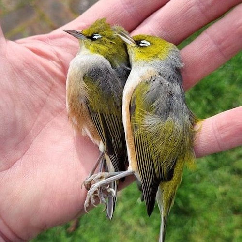 Tauhau/Silvereyes dead from disease?