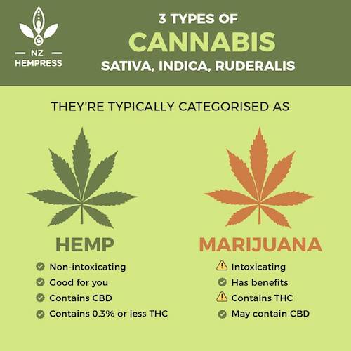 Hemp, Your Body & The Endocannabinoid System