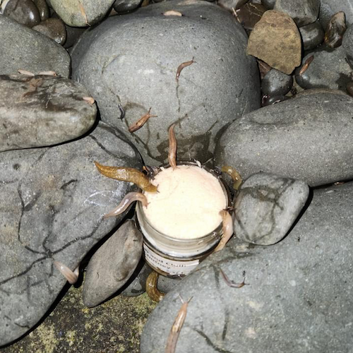 Beer slug trap