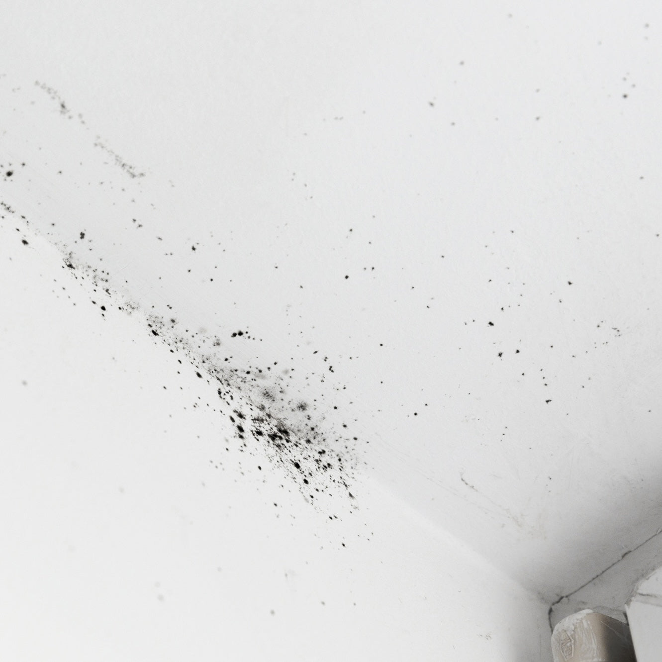 Mould Removal DIY