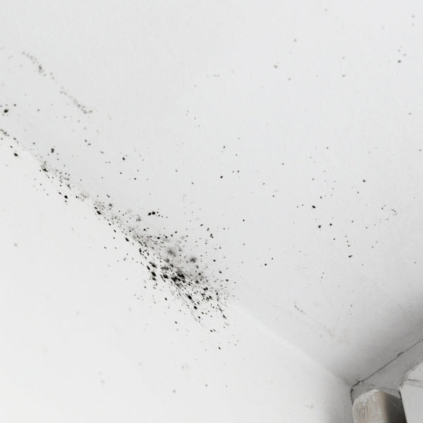 Mould Removal DIY
