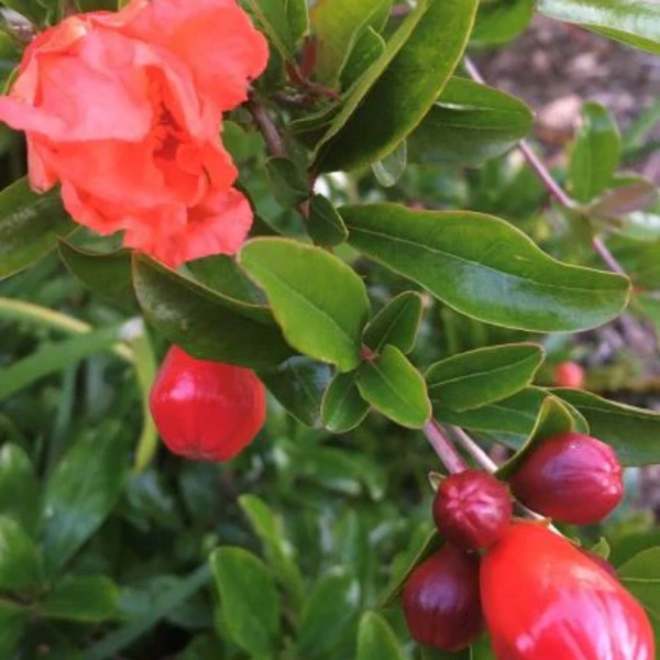 Pomegranate growing
