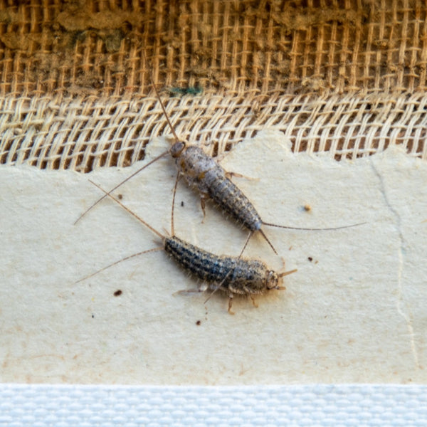 How To Get Rid Of Silverfish