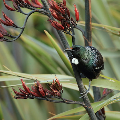 The tui in natural habitat, New Zealand.