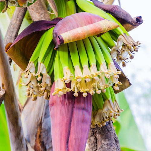 banana blossom