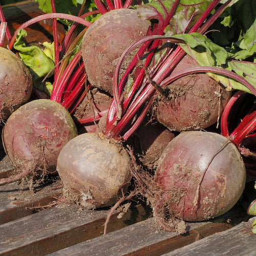 February in the Garden