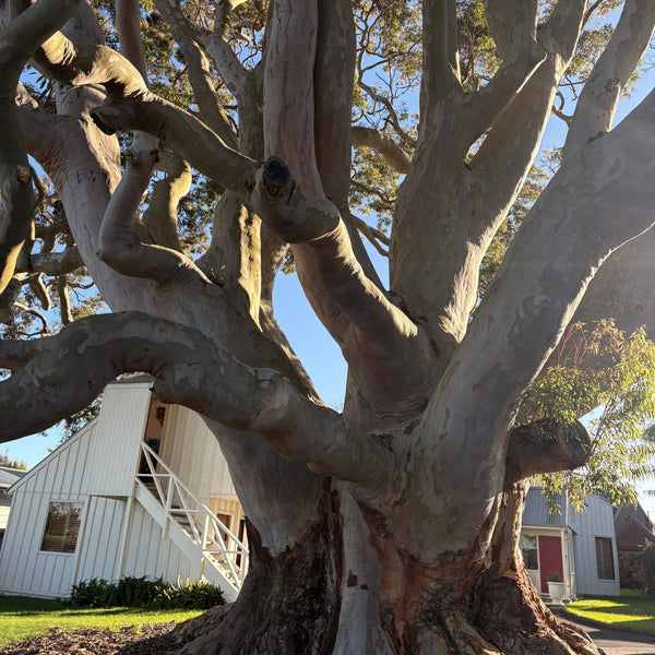 Vote Now for New Zealand's Tree of the Year!