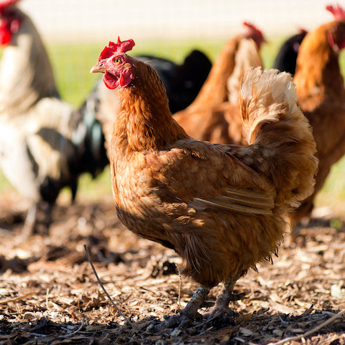 Chickens illness