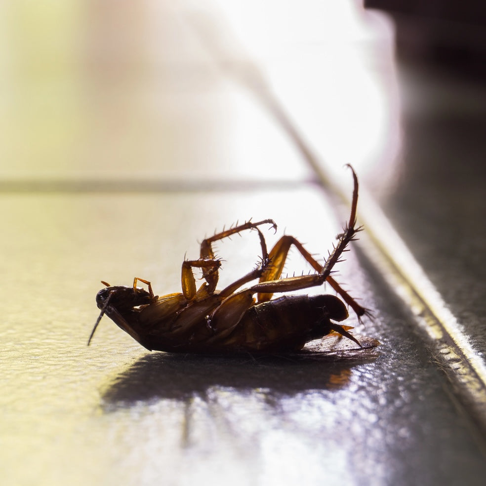 Say Goodbye To Cockroaches