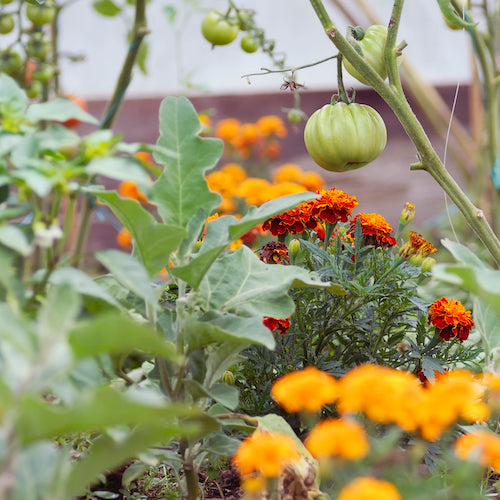 Companion planting of tomatoes and marigolds.