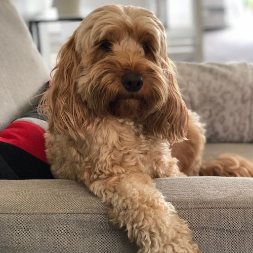Beware -  Poisonous Foods For Your Dog