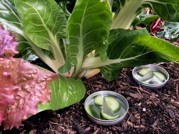 Cucumber Snail Deterrent