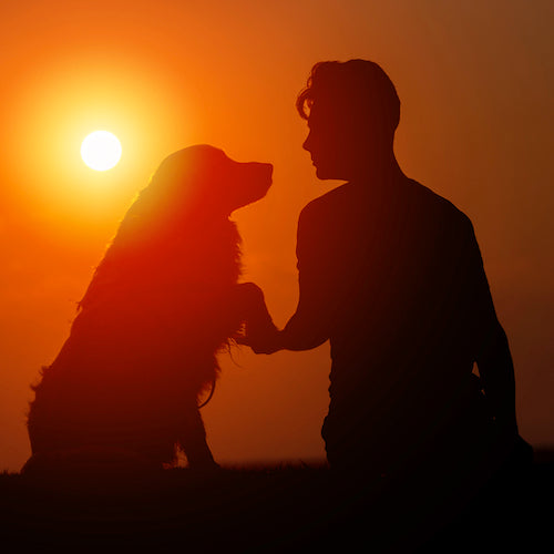 dog man sunset