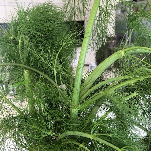 fennel fronds