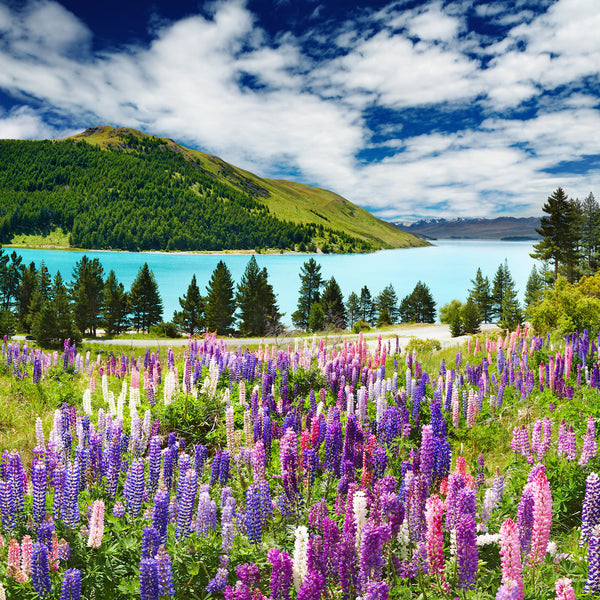 Lupins in New Zealand, camera shot