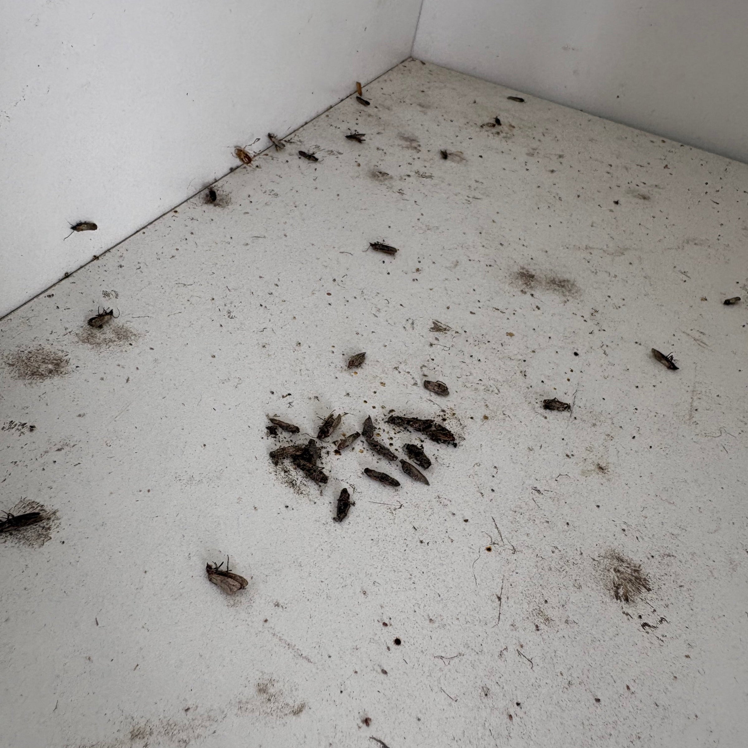 Pantry Moth Natural Solutions