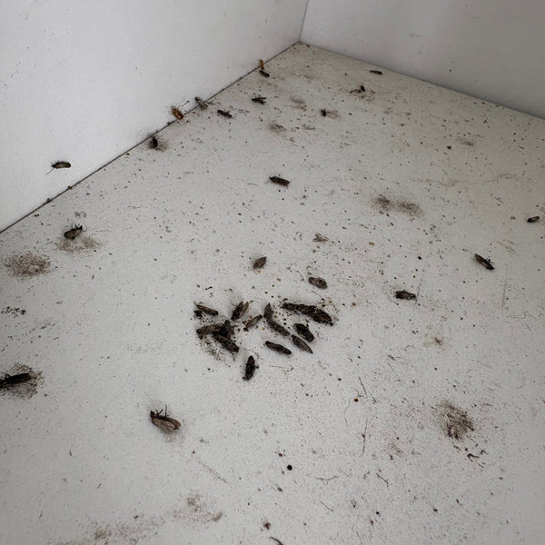 Pantry Moth Natural Solutions