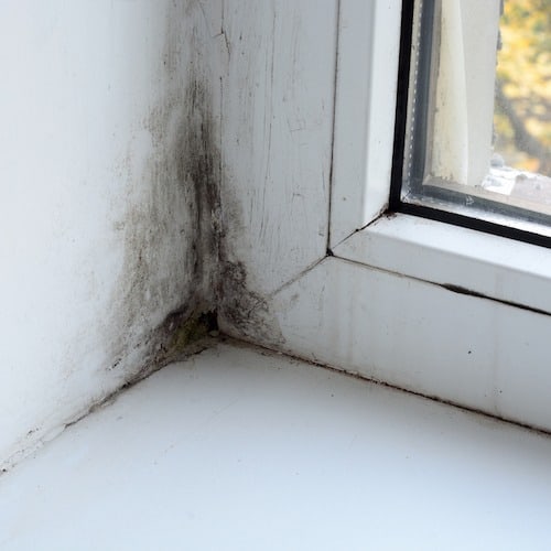 How To Prevent Mould & Mildew Naturally