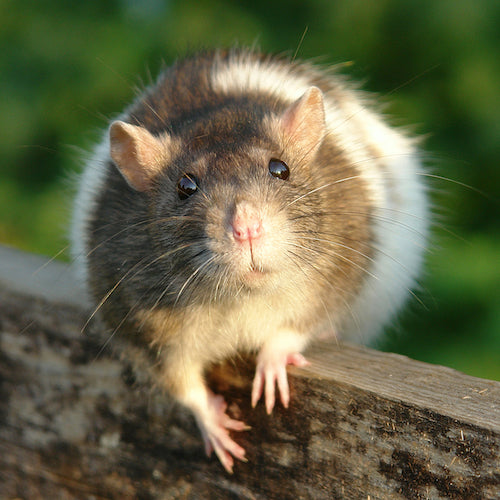 house mouse critter