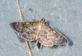 Pantry Moth Natural Solutions
