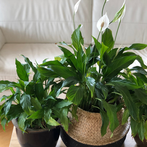 Can Indoor Plants Oxygenate The Air