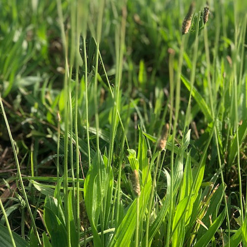 plantain growing in field
