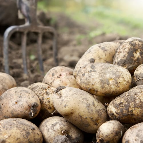 What to Plant in August