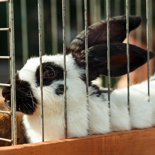 End Animal Testing in New Zealand Petition