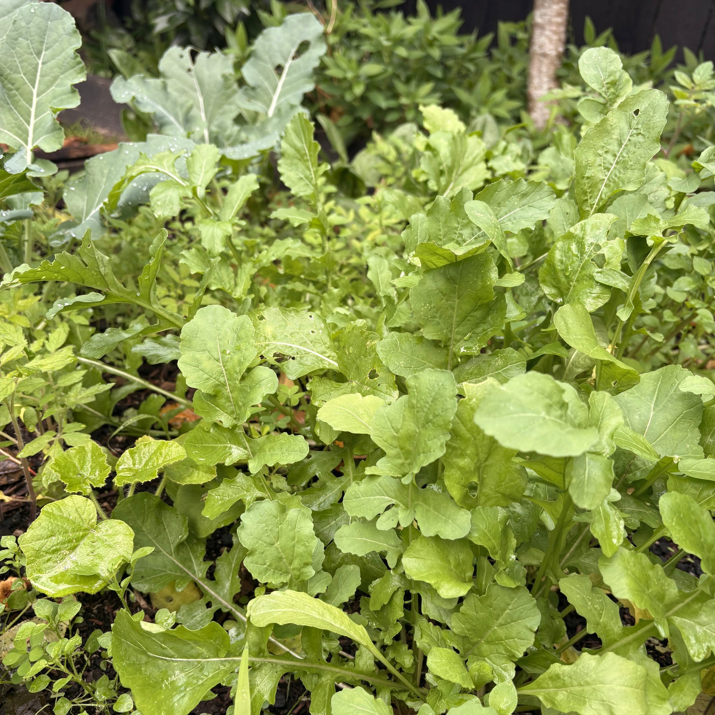 Winter Gardening with Wally