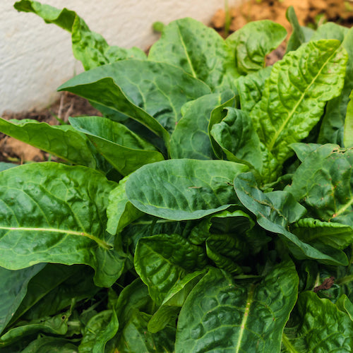 Sorrel The Wonder Herb