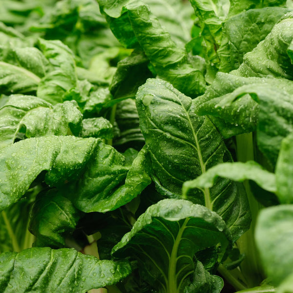 What To Plant In March With Tui