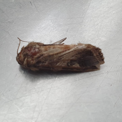 spongy moth