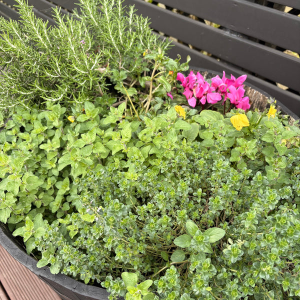 Spring Has Sprung - Time For A Fresh Start