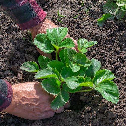 Gardener planting strawberry plants