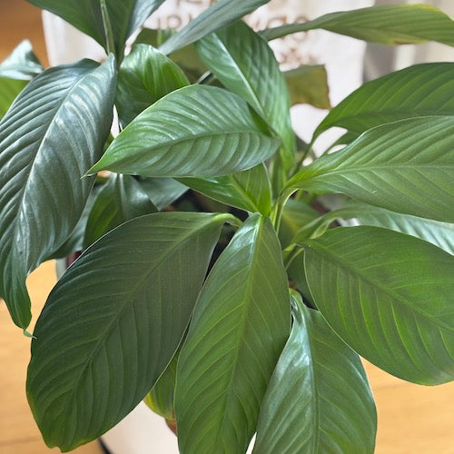 swan plant houseplant