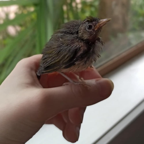 BirdCare Aotearoa Workshop