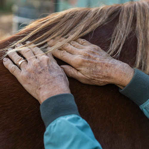 Therapy horse