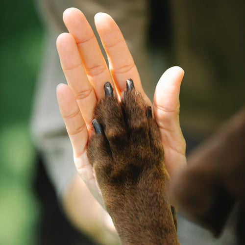 To Love A Dog charity paw in hand