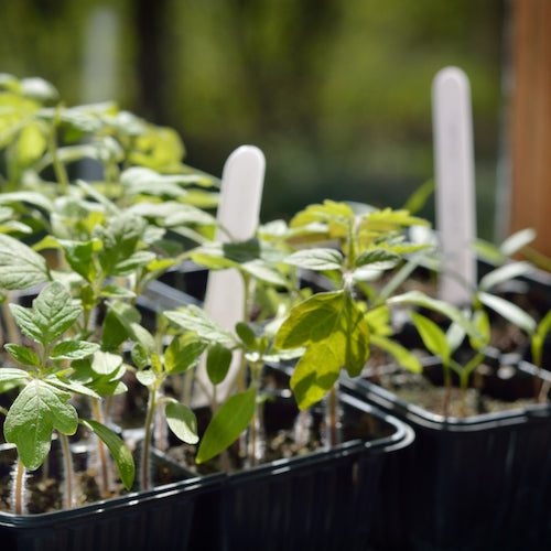 Tomato seedlings in plastic pots