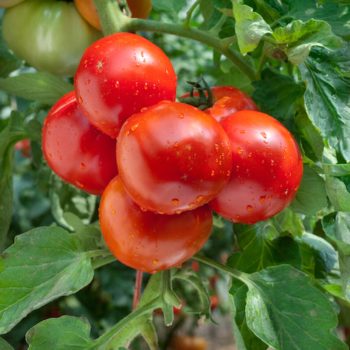 Growing Tomatoes on vine